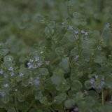 Mentha requienii