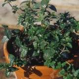 Mentha x piperita chocolate, Schokoladenminze