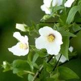 Philadelphus x coronarius Belle Etoile, Bauernjasmin