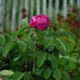 Rosa damaszena