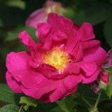 Rosa officinalis