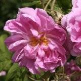 Rosa trigintipetala