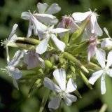 Saponaria officinalis, Seifenkraut