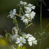Silene italica