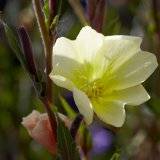 Oenothera odorata