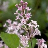Syringa microphylla, Kleinbl&auml;ttriger Flieder