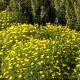 Tagetes tenuifolia Lemon-Gem