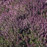 Thymus pulegioides