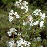 Viburnum x bodnantense, Winter-Duftschneeball