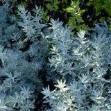 Artemisia ludoviciana
