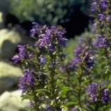 Drachenkopf (Dracocephalum moldavicum)