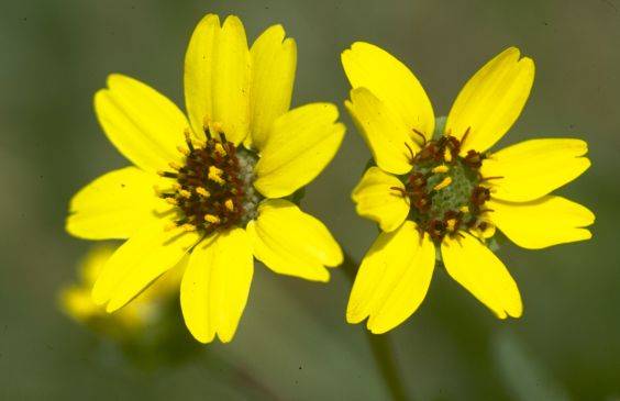 Berlandiera lyriata, Schokoladenblume Berlandiera lyriata, Schokoladenblume