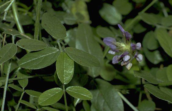 Bituminaria bituminosa
