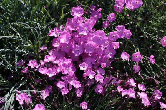 Dianthus gratianopolitanus La Bourbille Dianthus gratianopolitanus La Bourbille