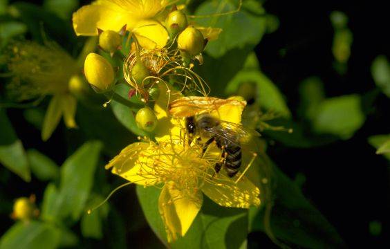Hypericum hircinum, Zitronen Johanniskraut Hypericum hircinum, Zitronen Johanniskraut