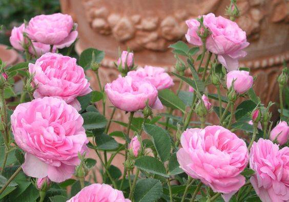 Rose Pompon de Bourgogne Rose Pompon de Bourgogne