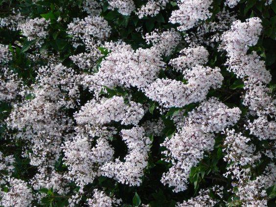 Syringa velutina `Miss Kim&acute;