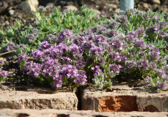 Krainer Thymian, Thymus froelichianus Krainer Thymian, Thymus froelichianus
