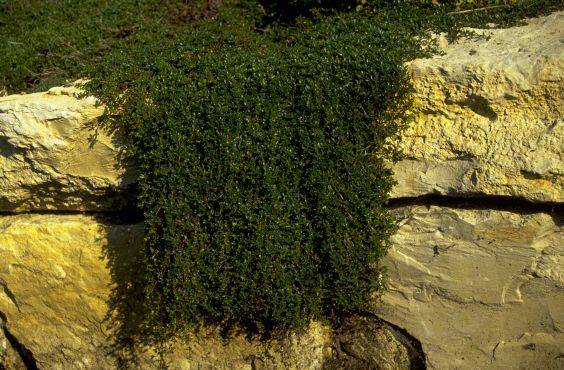 Thymus serpyllum `Magic Carpet´ Thymus serpyllum `Magic Carpet´