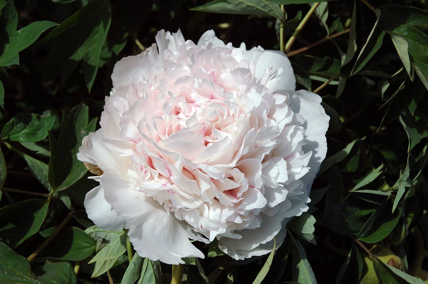 Paeonia rockii Hong Xian Nü Paeonia rockii Hong Xian Nü