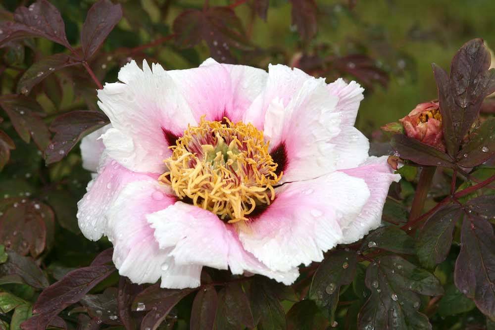 Pfingstrosenblüte Pfingstrosenblüte