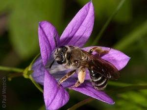 Wildbiene